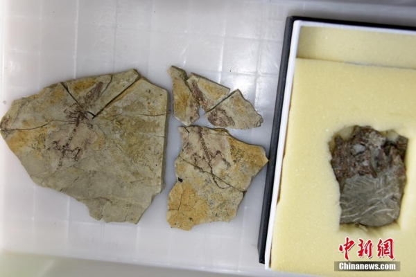 中美科研合作在熱河生物群研究發(fā)現(xiàn)獸類起源新化石證據(jù)